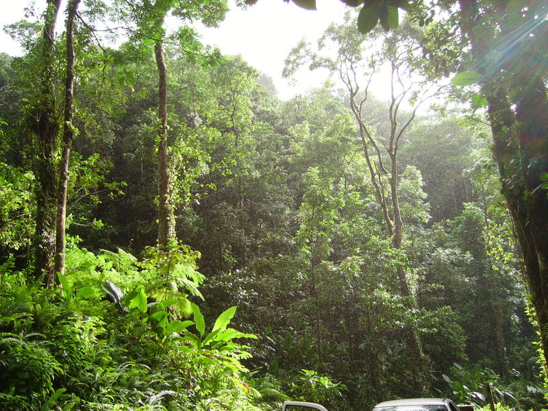 Día Internacional de Los Bosques Tropicales