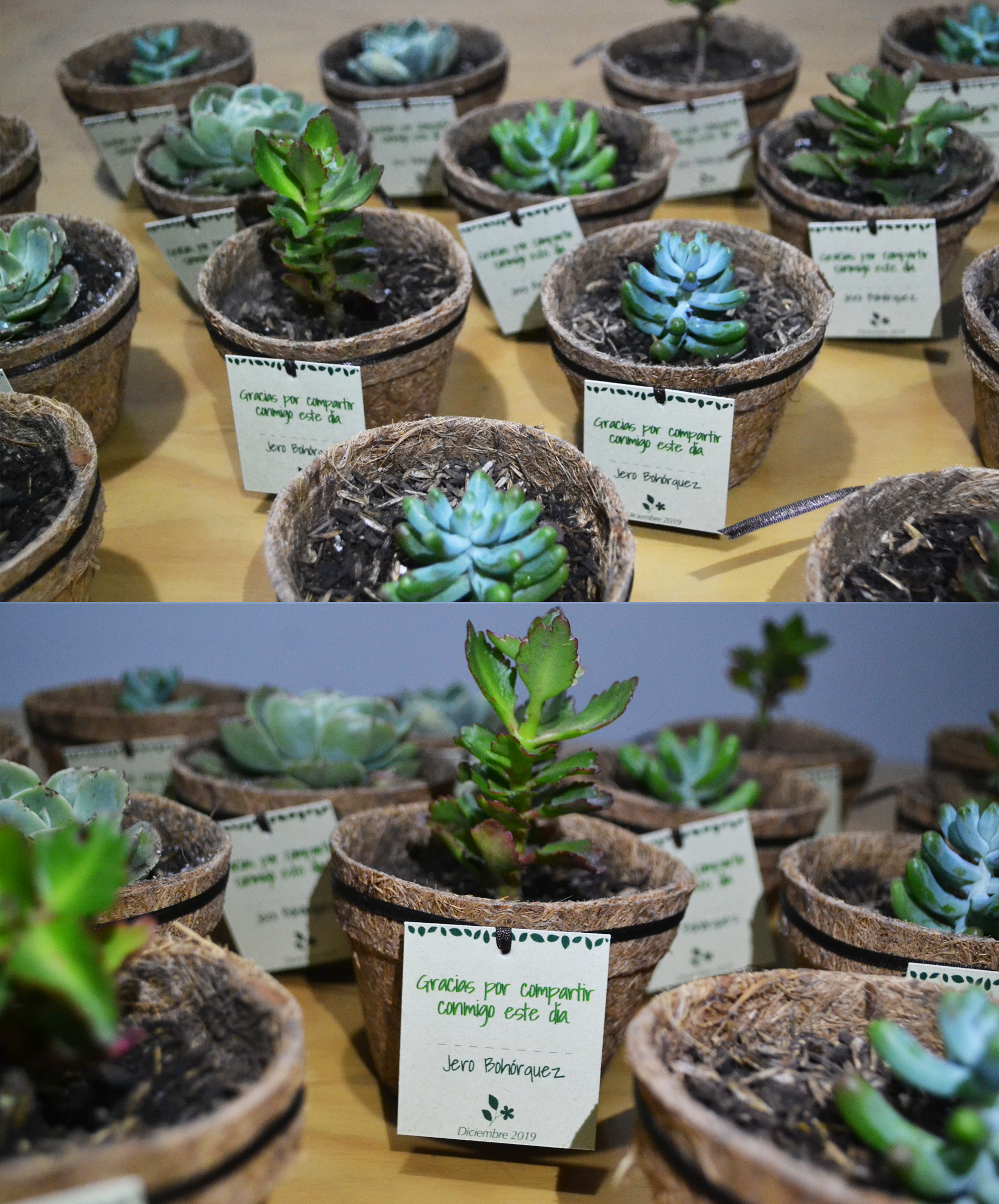 Recordatorios para Eventos con Plantas Bogotá Materas Corporativas | On The Garden Jardinería